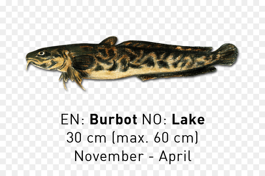 Reptil，Amfibi PNG