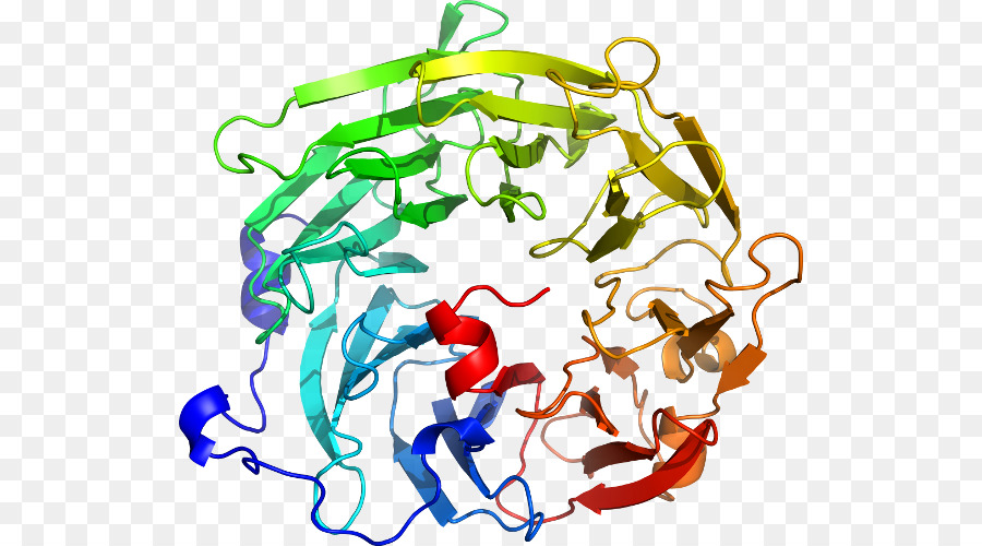 Struktur Protein，Biologi PNG