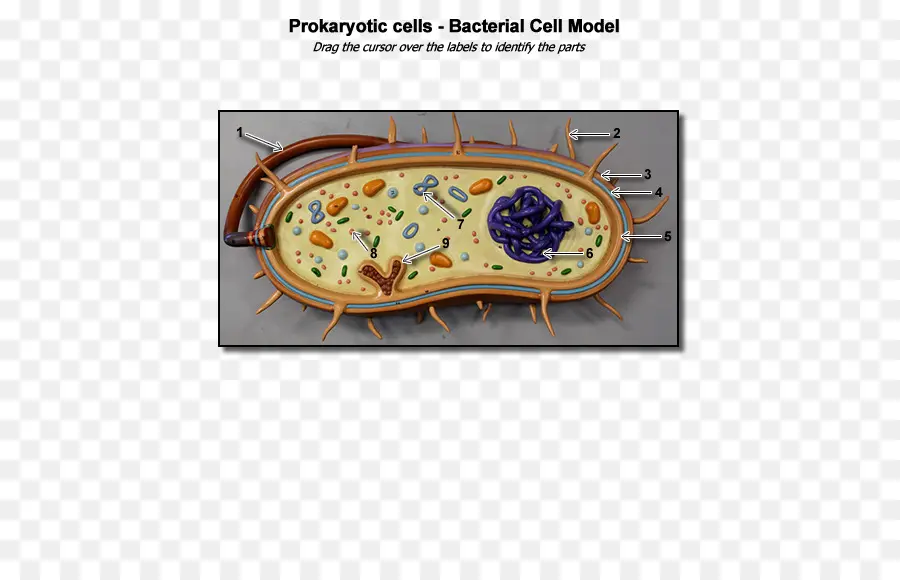 Sel Bakteri，Prokariotik PNG