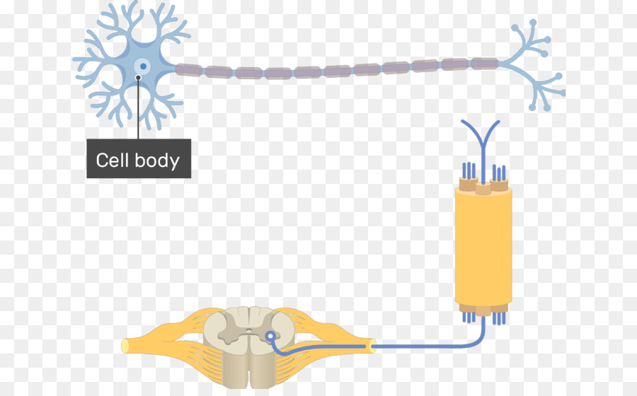 Sentra Neuron，Ekakutub Neuron PNG