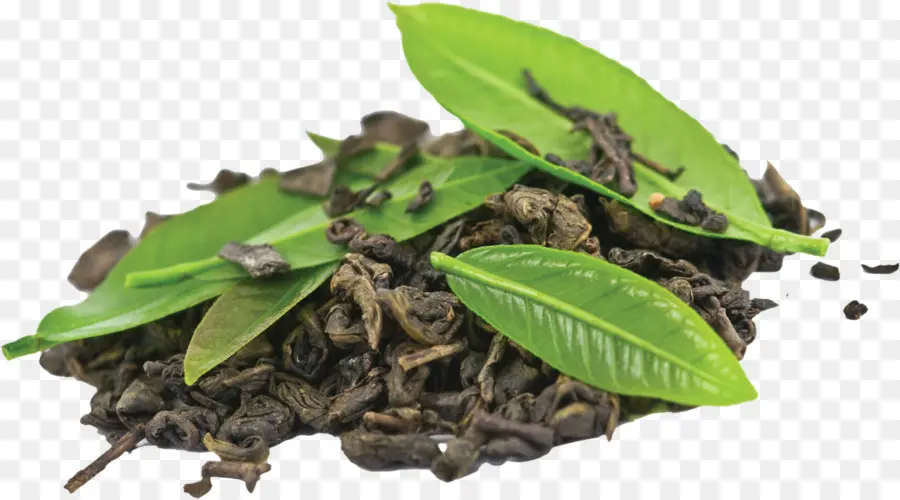 Daun Teh，Hijau PNG