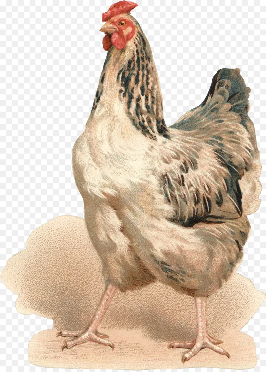 Ayam，Bookmark PNG