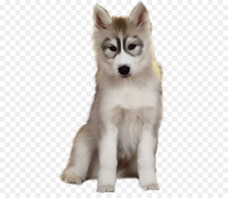 Anak Anjing Husky，Anjing PNG