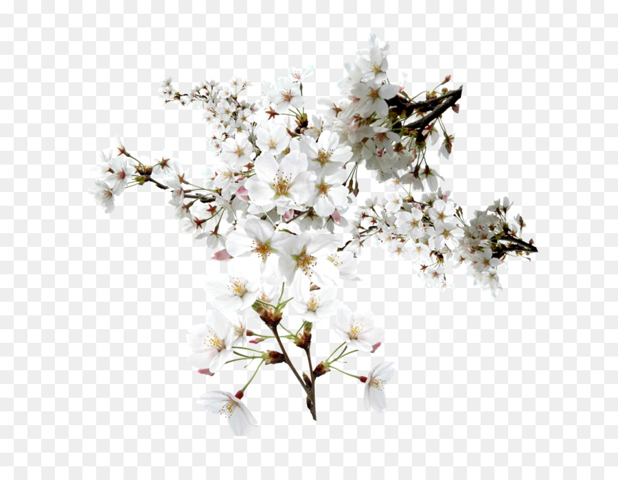 Bunga Sakura，Musim Semi PNG