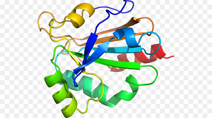 Struktur Protein，Molekul PNG