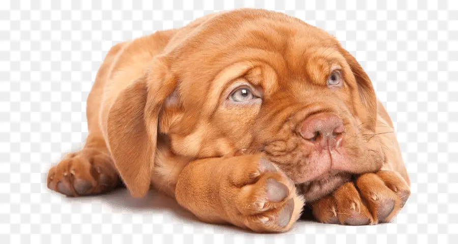 Anjing Berkembang Biak，Dogue De Bordeaux PNG