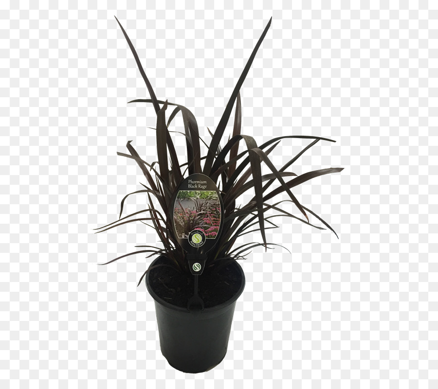 Tanaman Pot，Pot PNG