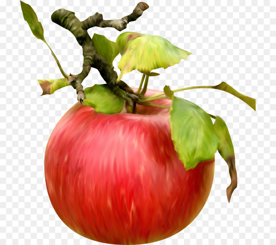 Bush Tomat，Apple PNG