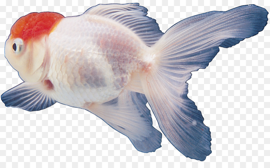 Ikan Mas，Ikan Tropis PNG