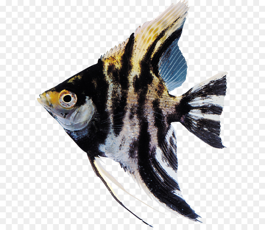 Ikan Tropis，Akuatik PNG