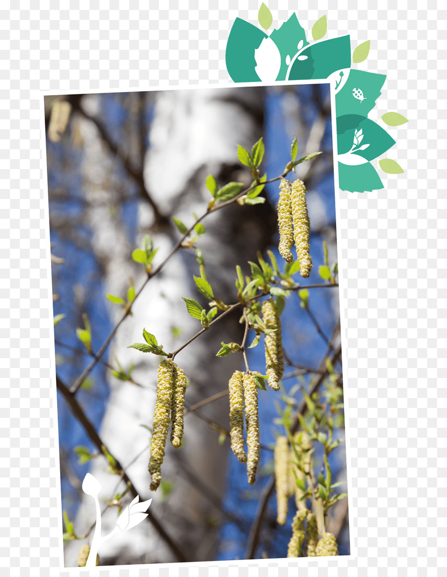 Birch Getah，Birch PNG