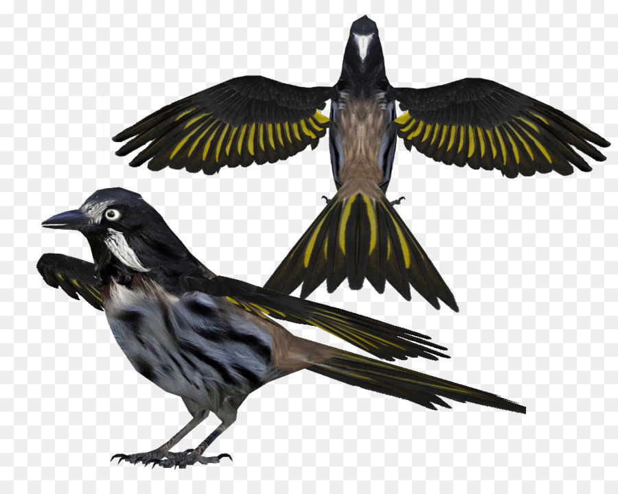 Finch，Burung PNG