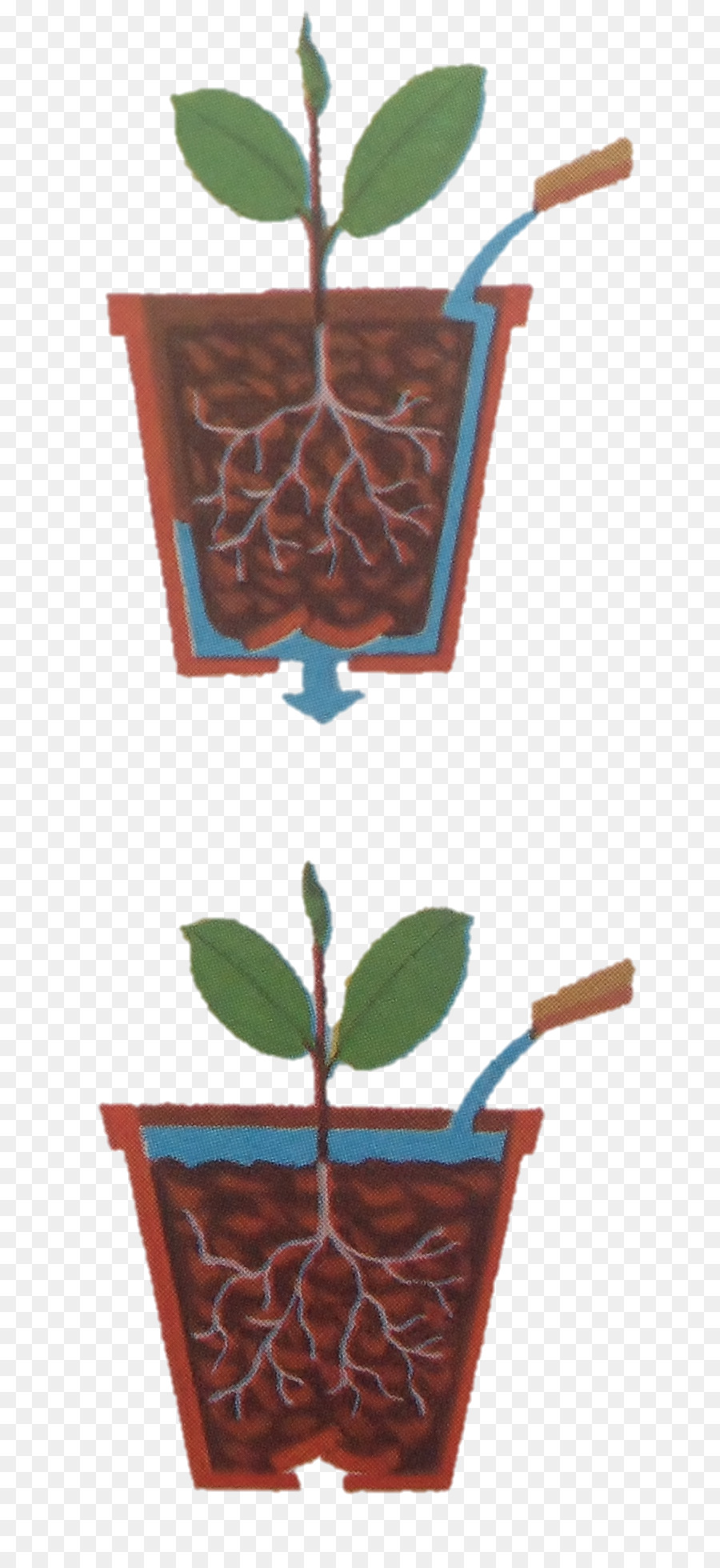 Houseplant Pot  Bunga  Pabrik  gambar png