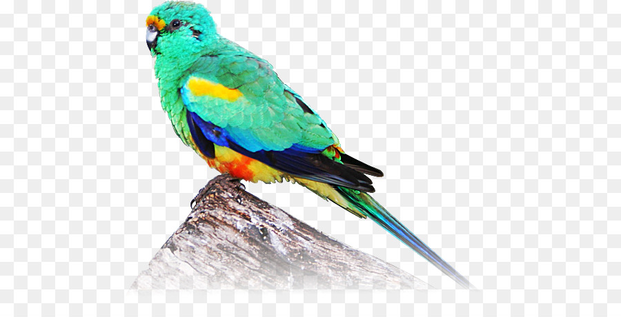 Macaw，Parkit PNG