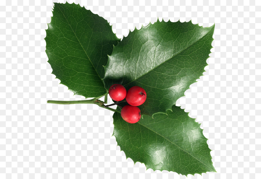 Holly，Daun Daun PNG