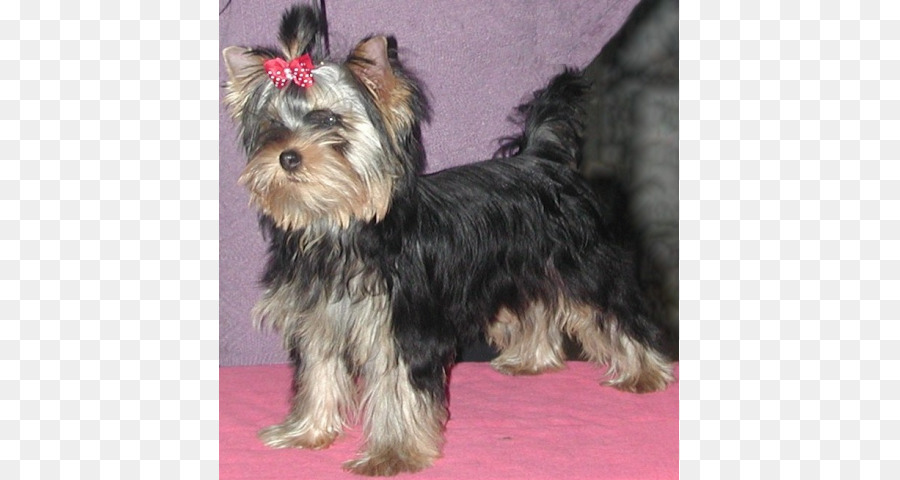 Yorkshire Terrier，Australia Silky Terrier PNG