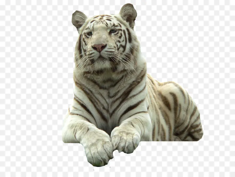 Harimau Beristirahat，Hewan PNG