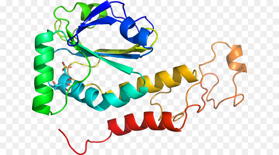 Struktur Protein，Molekul PNG