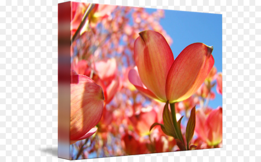 Tulip，Berbunga Dogwood PNG