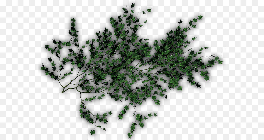 Evergreen，Pinus PNG