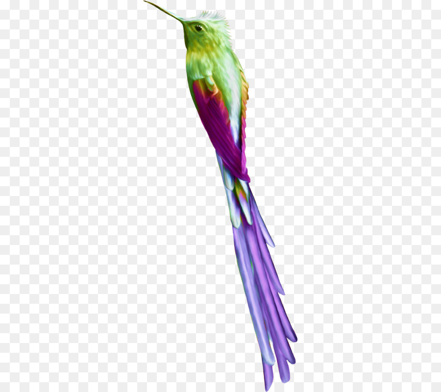 Burung，Hummingbird M PNG