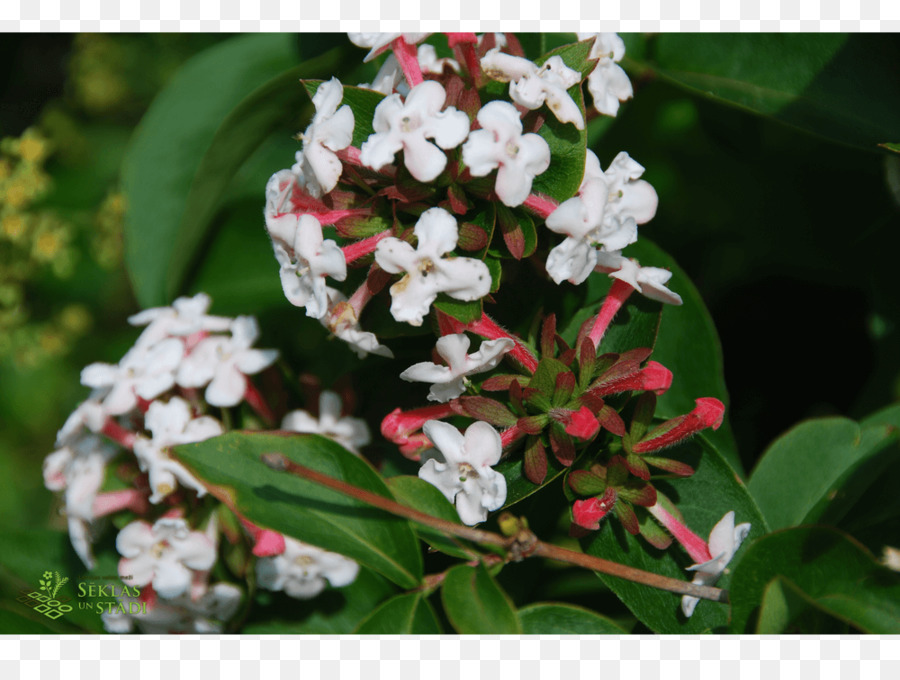 Misalnya Tyahyoni，Viburnum PNG