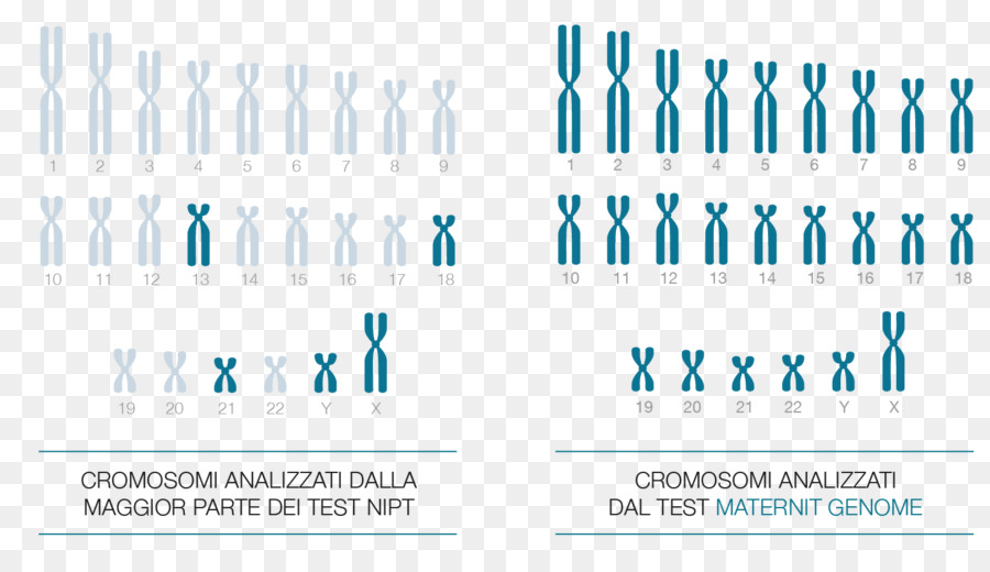 Kromosom，Genom PNG