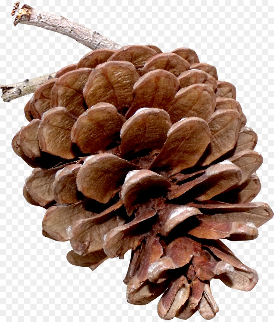 Kacang Pinus，Pohon PNG