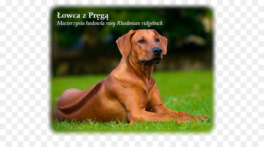 Rhodesia Ridgeback，Anjing PNG