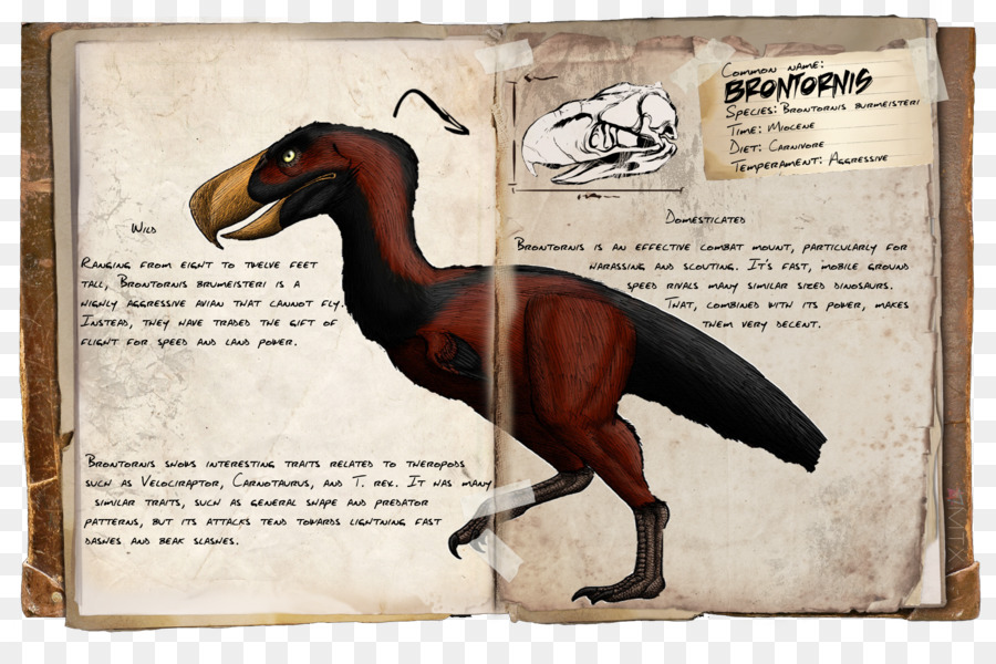 Brontornis，Sketsa PNG