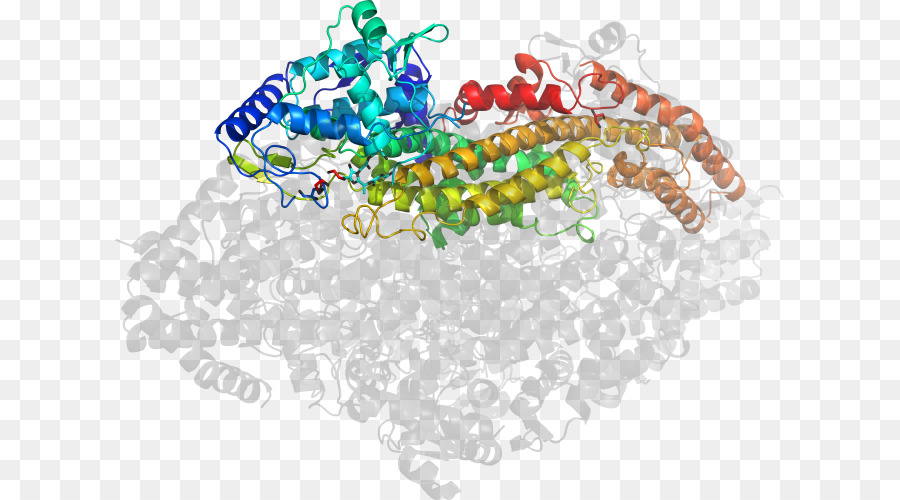 Struktur Protein，Molekul PNG