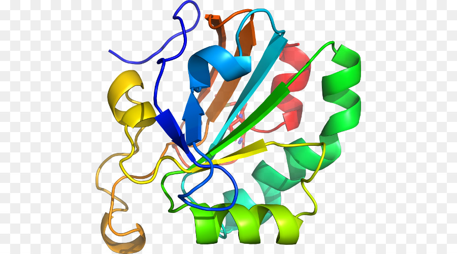 Protein，Molekul PNG