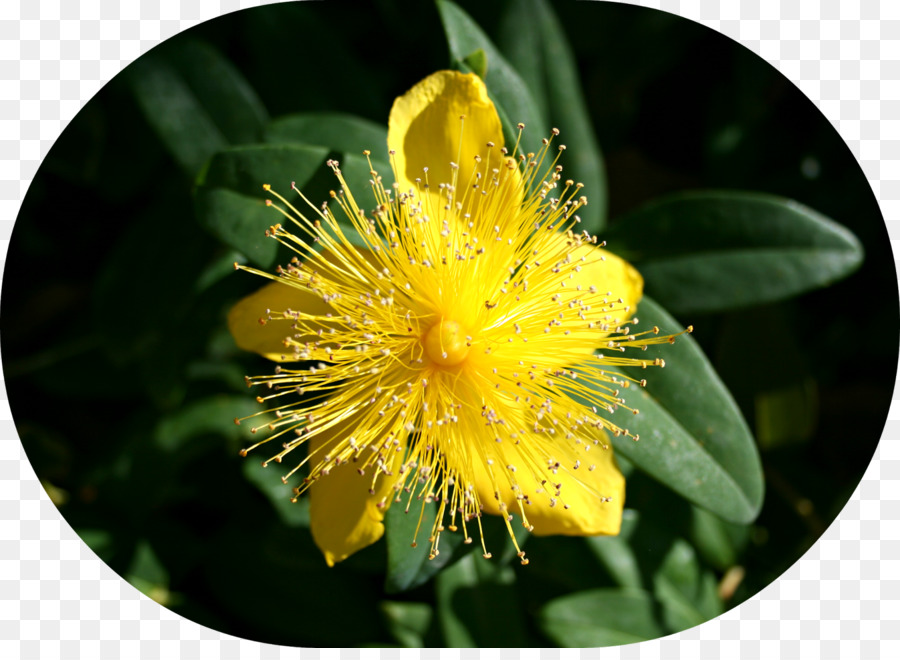 St John Wort，Serbuk Sari PNG