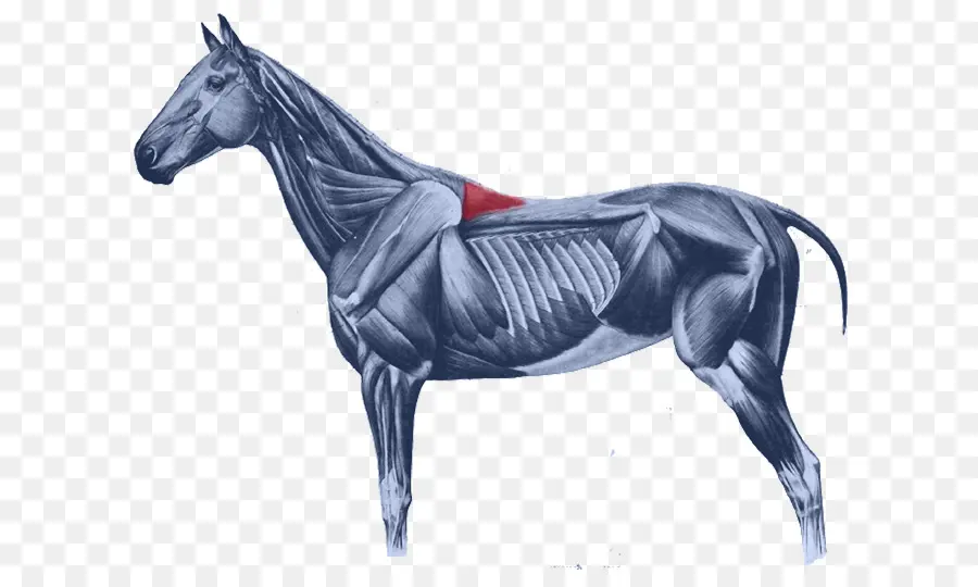 Kuda，Rectus Capitis Anterior Otot PNG