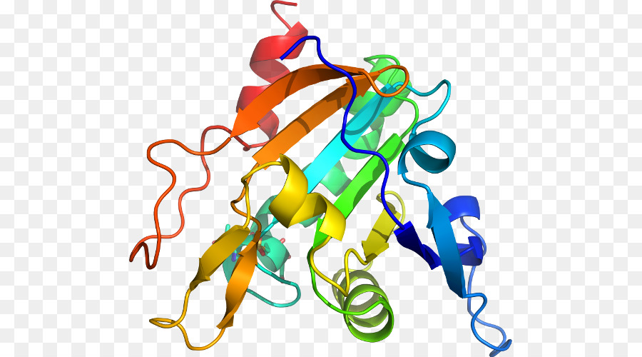 Struktur Protein，Biologi PNG