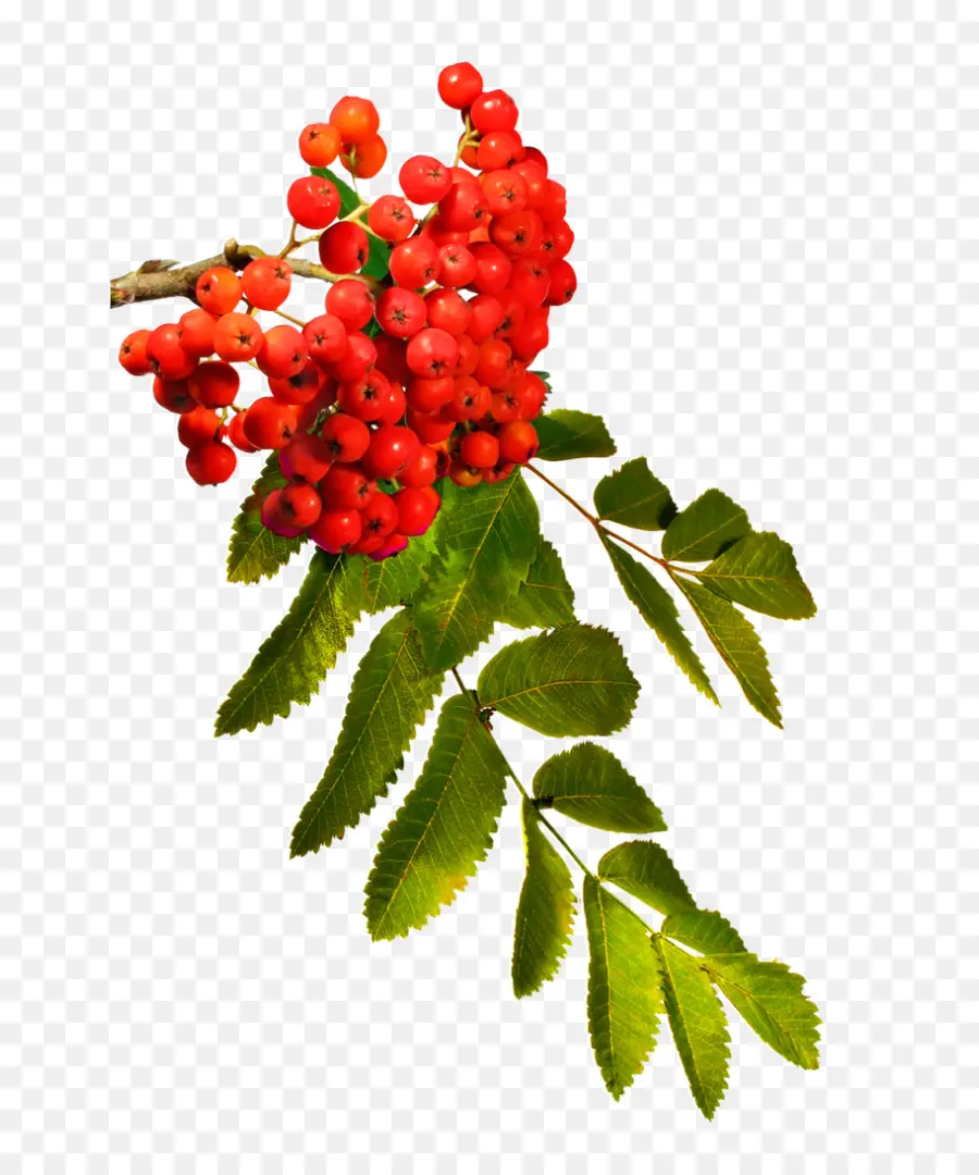 Buah Rowan，Beri Merah PNG