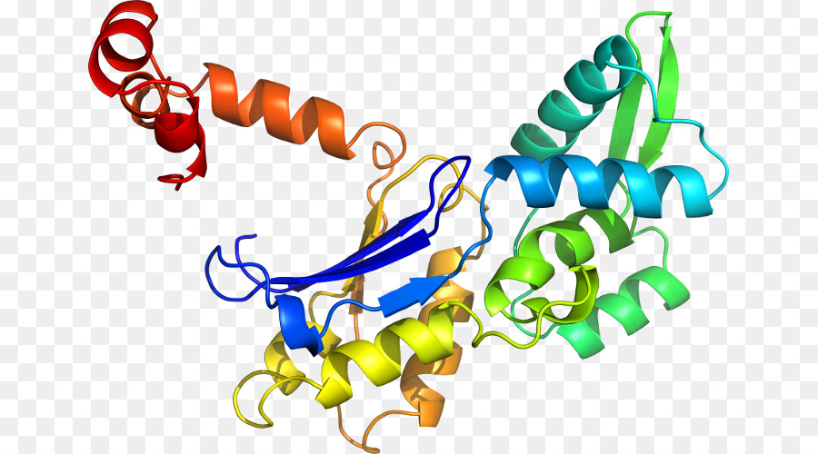 Struktur Protein，Molekul PNG