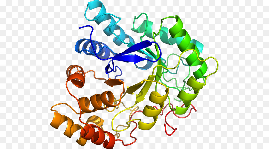 Struktur Protein，Molekul PNG