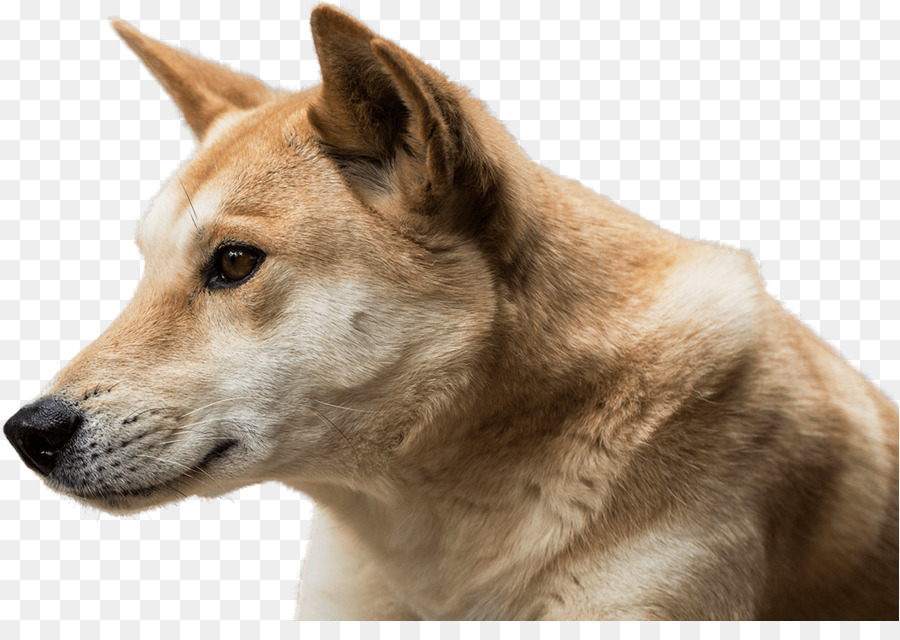 Anjing Shiba Inu，Shiba Inu PNG