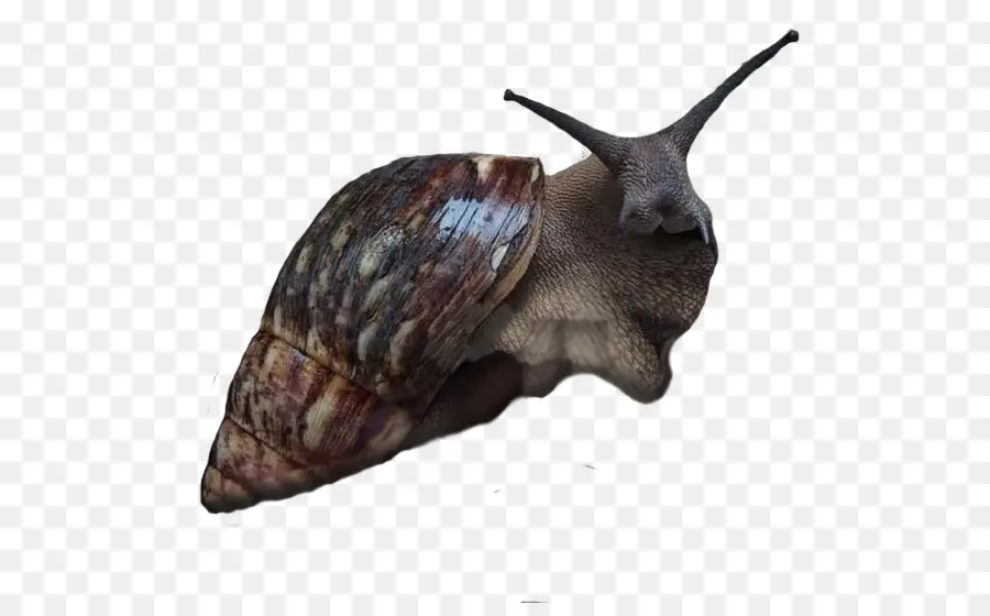 Siput，Moluska PNG