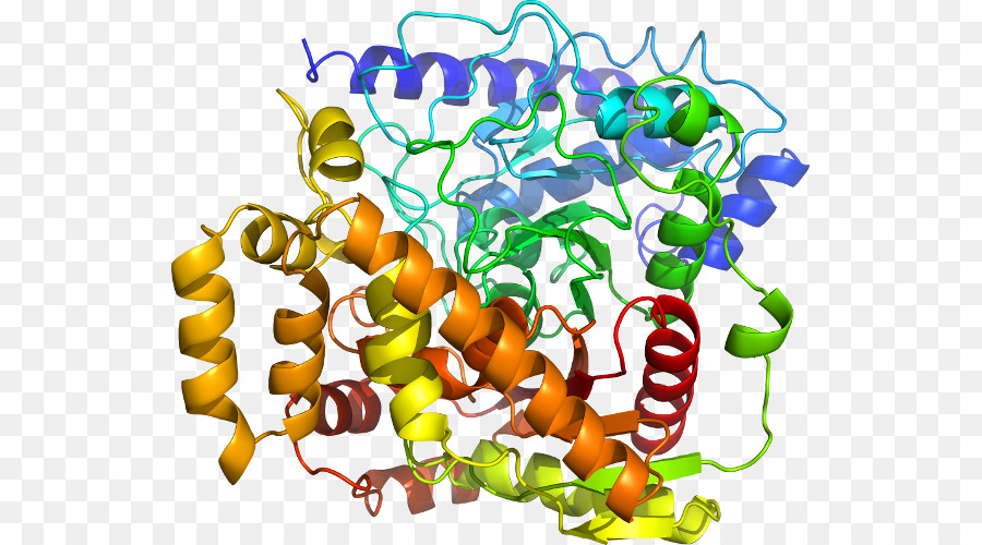 Protein，Molekul PNG