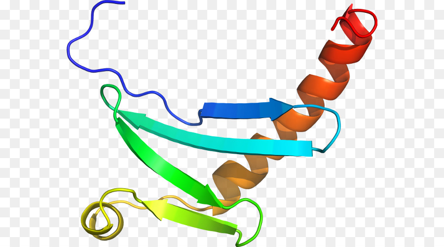 Struktur Protein，Molekul PNG