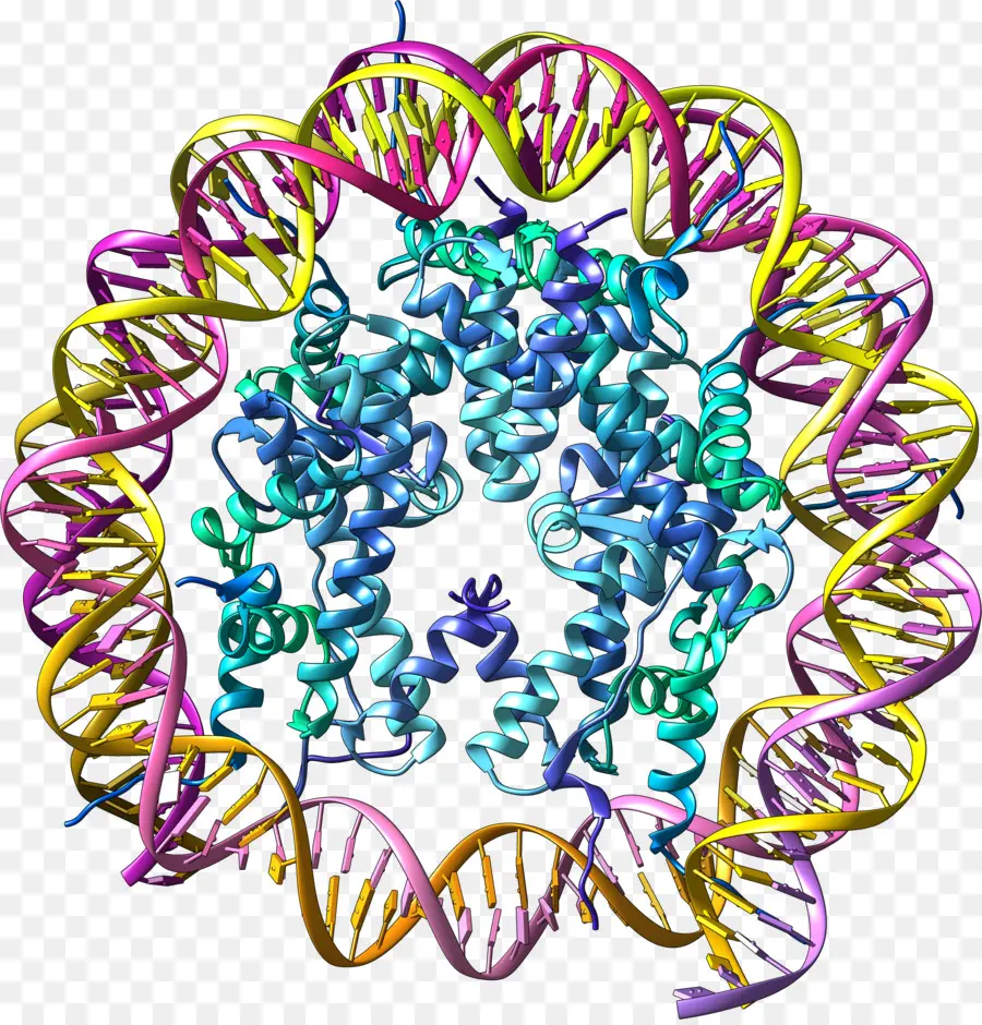 Struktur Dna，Genetika PNG