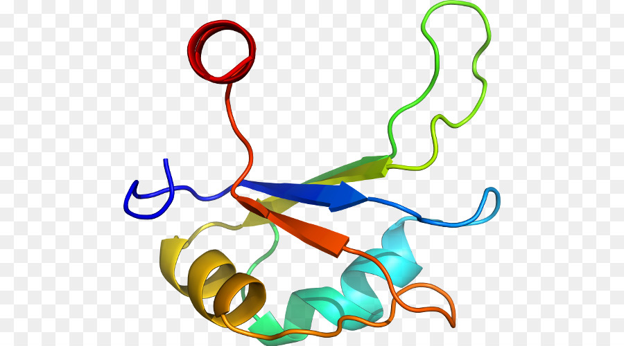 Struktur Protein，Biologi PNG