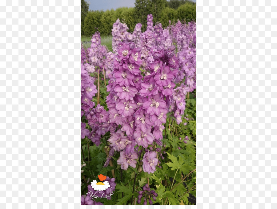 Lavender Inggris，Ungu PNG