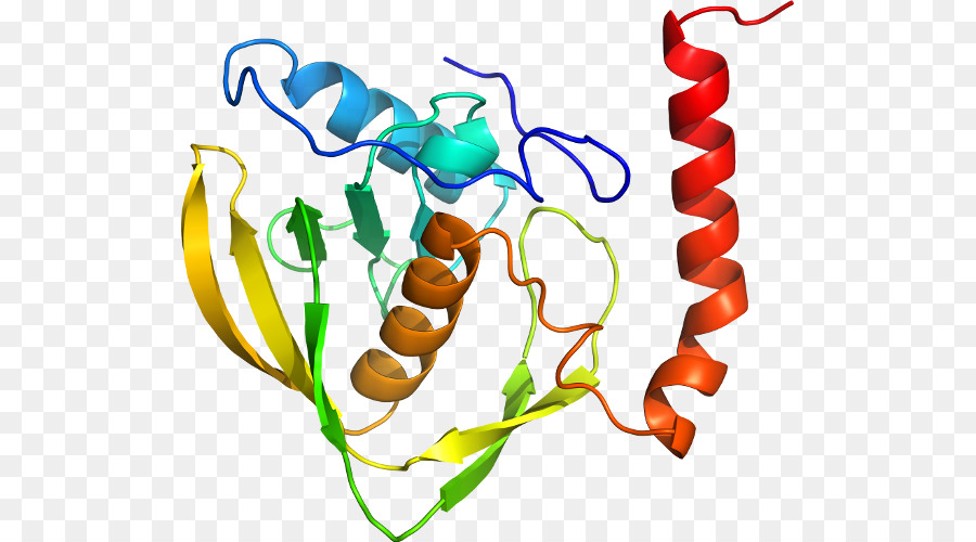 Struktur Protein，Molekul PNG