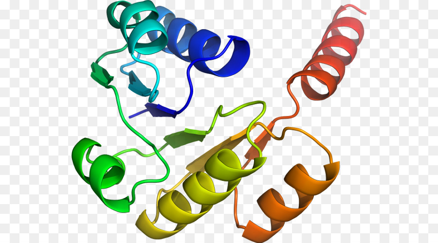 Protein，Molekul PNG