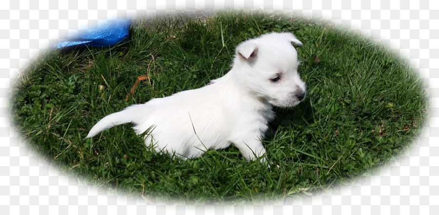 West Highland Putih Terrier，Putih Gembala PNG