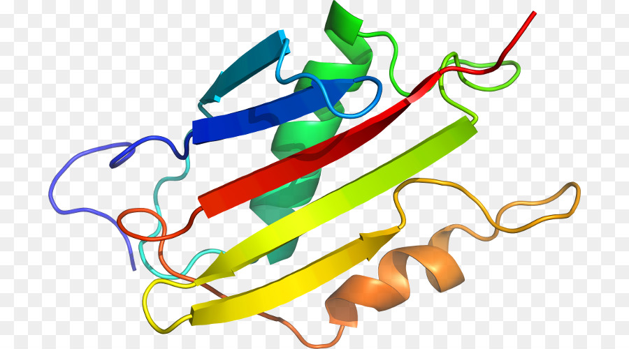 Struktur Protein，Molekul PNG