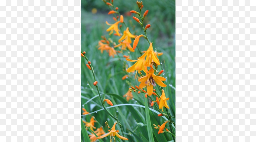 Montbretia，Bunga Liar PNG